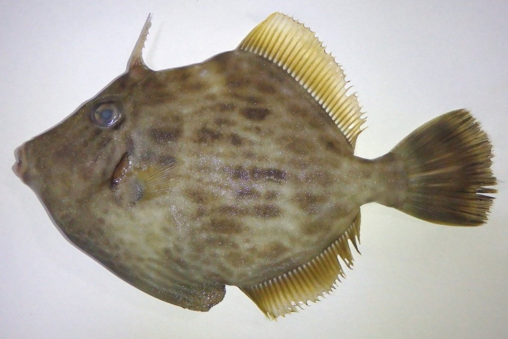 カワハギ(WEB魚図鑑より引用)