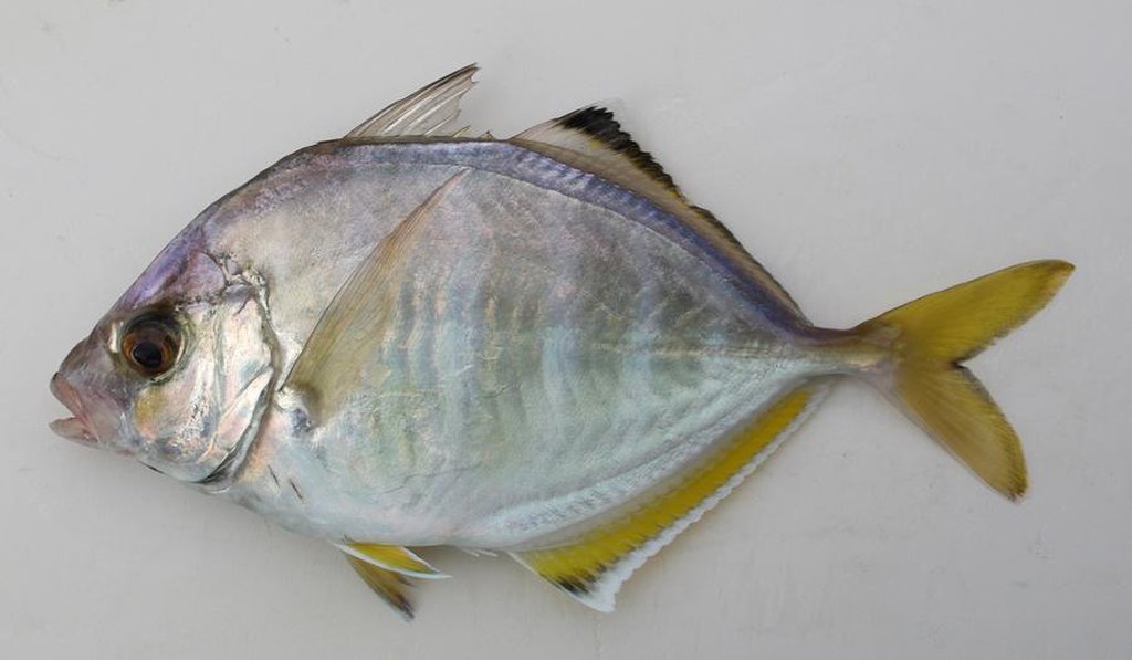 カイワリ(WEB魚図鑑より引用)